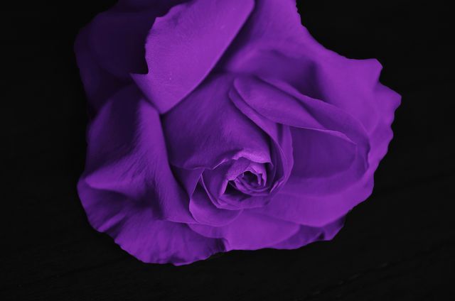 Purple Petaled Flower - Download Free Stock Photos Pikwizard.com