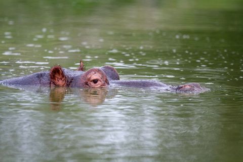 Hippo head surfacing in calm green water, eye and ear above surface, wildlife close-up
