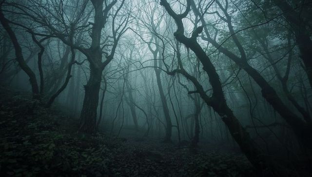 Mystical foggy woodland with twisted trees