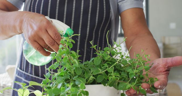 Close-up of person nurturing potted green plant with spray bottle. Focus on leaves and hand holding the pot. Suitable for use in indoor gardening tutorials, articles about plant care, home decor features, and environmental awareness.