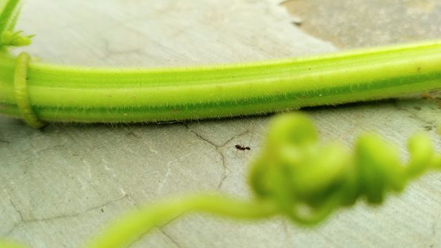 This close-up photo features a small ant navigating on a green plant stem, capturing the fine details of the insect and the plant. Ideal for content related to nature, insects, biological studies, botany, and natural habitats. It can be used for educational materials, environmental campaigns, gardening blogs, and science projects.