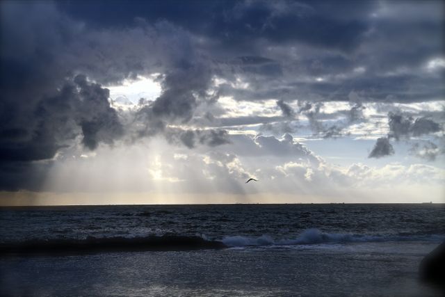 Dramatic Cloudy Beach with Sun Rays and Bird in Flight - Download Free Stock Photos Pikwizard.com