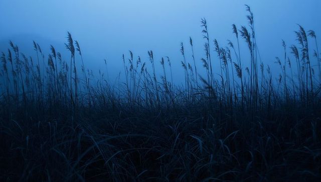Misty blue coastal reeds silhouettes swaying in foggy marsh at twilight moody landscape