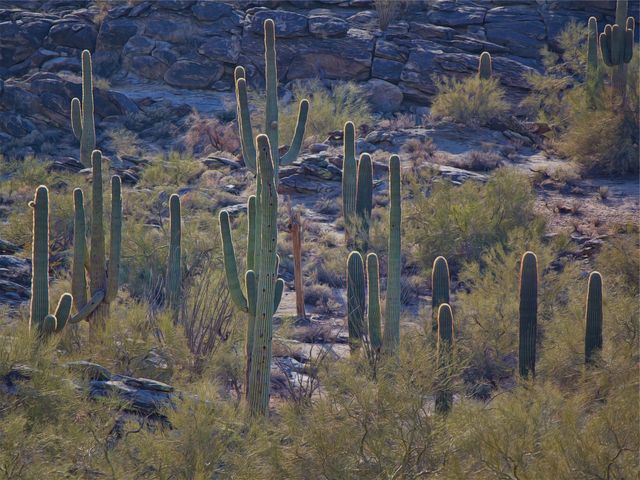 Cactus cacti plants  - Download Free Stock Photos Pikwizard.com