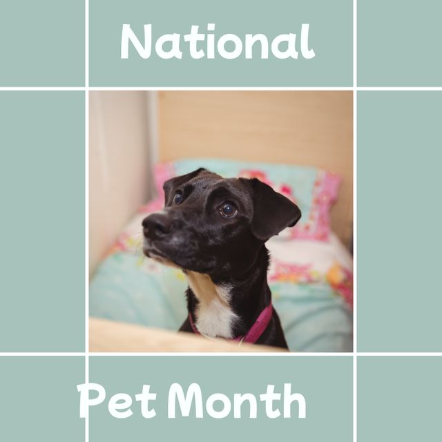 Adorable Black and White Puppy Celebrating National Pet Month in Cozy Home - Download Free Stock Templates Pikwizard.com