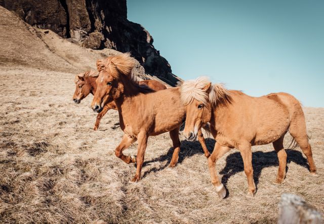 Three wild Icelandic horses are running together on an open, grassy field against a backdrop of rocky cliffs. This stock photo captures the essence of freedom and natural beauty, making it ideal for use in travel brochures, nature conservation campaigns, and outdoor adventure marketing materials. The image showcases the unique Icelandic breed, characterized by their sturdy build and thick manes, in their native habitat, often associated with the country's wild countryside.