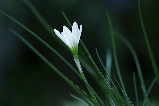 Delicate white flower blooming among green stems in a natural meadow, perfect for projects related to spring, nature, and plant life. Ideal for use in greeting cards, botanical studies, or environmental campaigns.