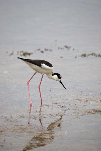 CAPE CANAVERAL, Fla. –– A black-necked stilt searches the shallow water for food at NASA's Kennedy Space Center in Florida. The species inhabits salt marshes and coastal bays in the East, ranging along the Atlantic Coast from Delaware and the Carolinas to northern South America. Kennedy shares a boundary with the Merritt Island National Wildlife Refuge that includes salt-water estuaries, brackish marshes, hardwood hammocks and pine flatwoods. The diverse landscape provides habitat for more than 310 species of birds, 25 mammals, 117 fishes and 65 amphibians and reptiles.  Photo credit: NASA/Dimitri Gerondidakis