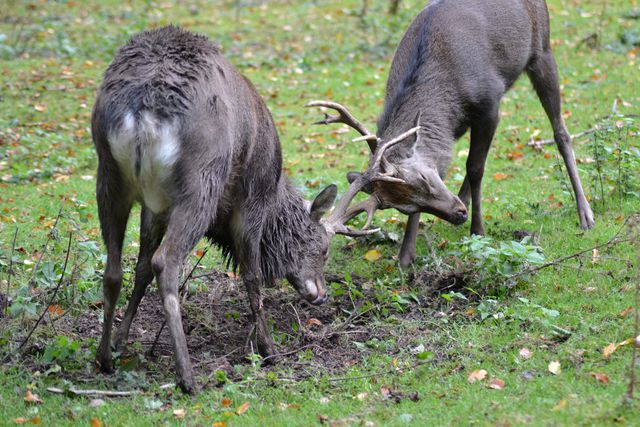 Two male deer are engaging in an antler clash in a lush forest. This image captures the essence of wildlife behavior and can be used for educational purposes, wildlife documentaries, nature conservation campaigns, and outdoor adventure promotions.