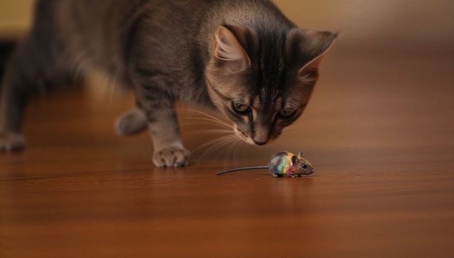Crouching tabby cat eyeing and sniffing colorful toy mouse on warm hardwood floor