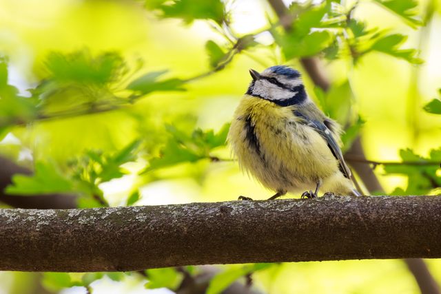 Blue Tit Standing on Tree Branch in Springtime - Download Free Stock Photos Pikwizard.com