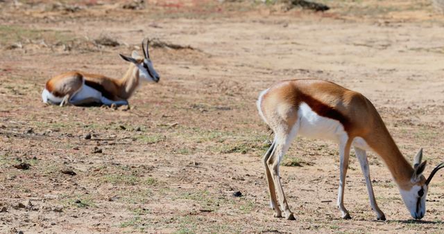 This visual captures two springbok antelopes in an arid African landscape, with one grazing and the other resting. Useful for wildlife conservation materials, African wildlife articles, nature-themed content, educational resources on herbivores, and safari advertisements.
