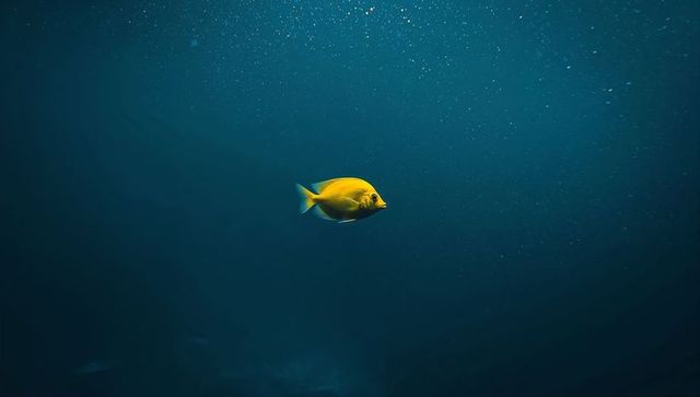 Vibrant yellow fish glowing amidst serene deep blue waters