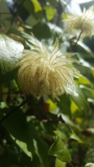 Close-Up of Clematis Seed Head in Garden - Download Free Stock Images Pikwizard.com