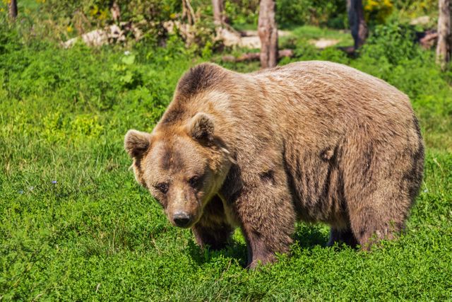 Brown Bear Roaming in Lush Green Forest - Download Free Stock Photos Pikwizard.com
