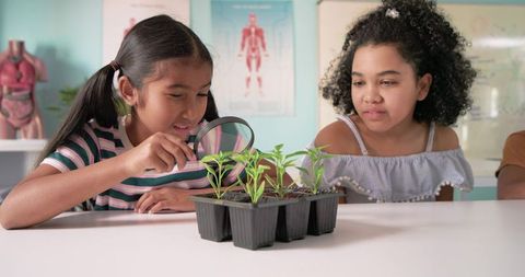 Multiracial girls examining seedlings with magnifying glass in classroom science activity