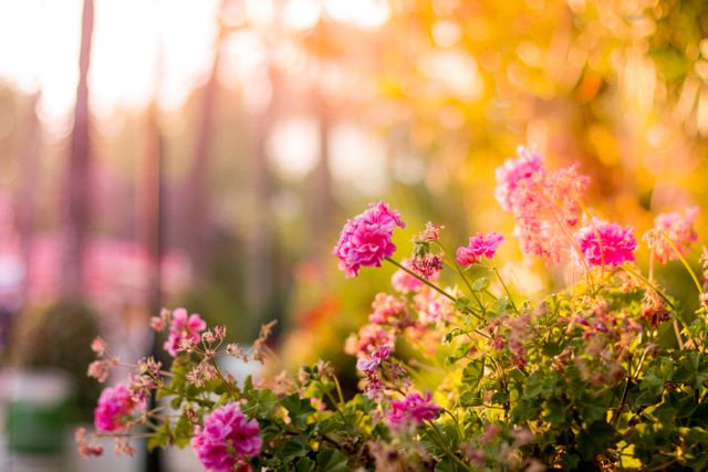 Photo captures vibrant pink flowers blooming in a sunlit garden. Sun creates warm, soft lighting, enhancing colors. Greenery and blurred background give depth. Suitable for promoting gardening tips, outdoor living, seasonal themes, and nature-inspired designs.