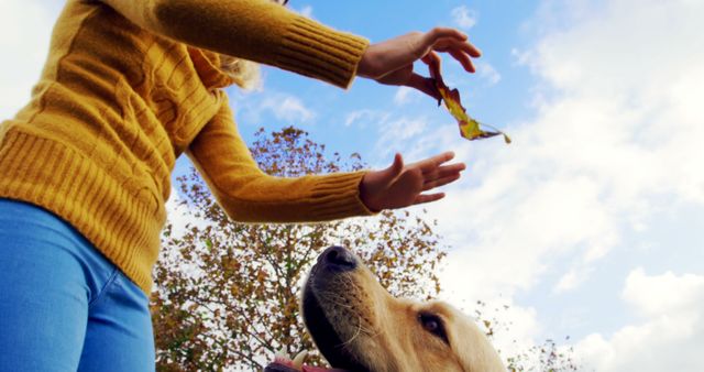 Woman in yellow sweater enjoying autumn day by playing with her dog outdoors, holding fall leaves. Ideal for themes around pet bonding, outdoor leisure activities, autumn seasons, and lifestyle blogs.