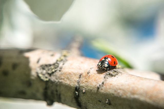 Ladybug Resting on Tree Branch in Sunlight - Download Free Stock Photos Pikwizard.com