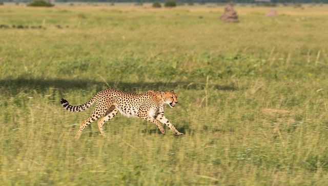 Sprinting solitary cheetah crossing sunlit savanna grassland at high speed, hunting energy