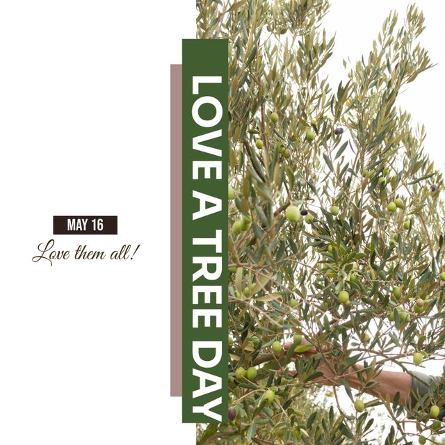 This image features a person harvesting olives from an olive tree, emphasizing Love a Tree Day, celebrated on May 16. It highlights the importance of caring for and preserving trees. Ideal for environmental campaigns, eco-friendly initiatives, educational materials, and social media posts promoting tree conservation and special nature celebration days.