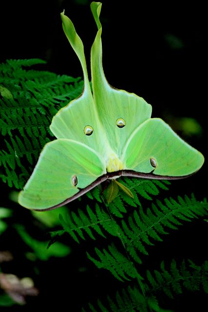 Luna moth with delicate green wings resting on lush green fern frond. Ideal for use in nature magazines, educational materials about insects and wildlife, eco-friendly promotional materials, and websites focused on outdoor and forest photography.