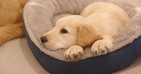 Golden retriever puppy resting in plush round dog bed on couch cozy home interior