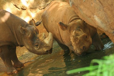 Two rhinoceros drinking at shaded waterhole, close-up wildlife conservation portrait