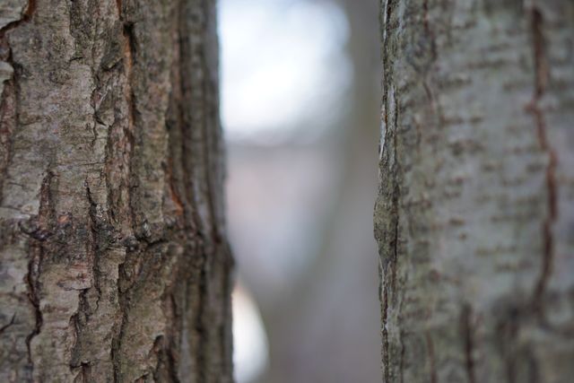 The detailed texture of the tree bark offers a natural and calming feel, perfect for backgrounds in design projects or educational materials about trees and forests. Use it in eco-friendly campaigns, nature-oriented blogs, or as part of a wallpaper collection.