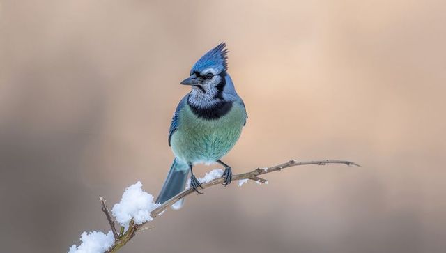 Blue jay perching on snow-dusted branch, winter wildlife close-up with soft bokeh