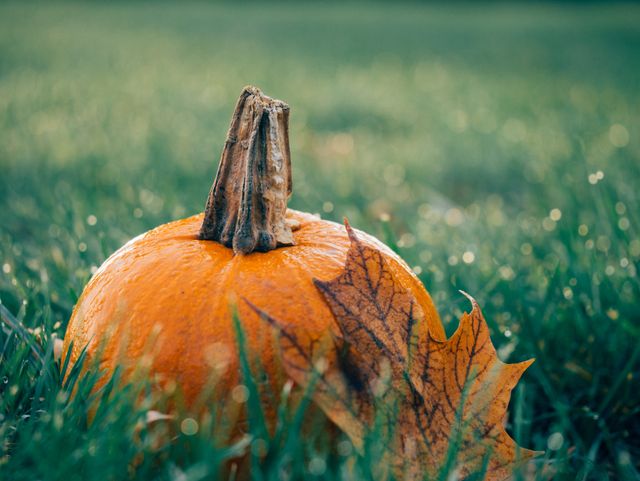 This close-up captures an autumnal scene with a pumpkin and maple leaf on grass. Ideal for use in seasonal promotions, Thanksgiving and Halloween themed design projects, greeting cards, fall festival advertisements, and nature-inspired blogs. The rustic and vibrant colors evoke a sense of the fall harvest and outdoor festive activities.