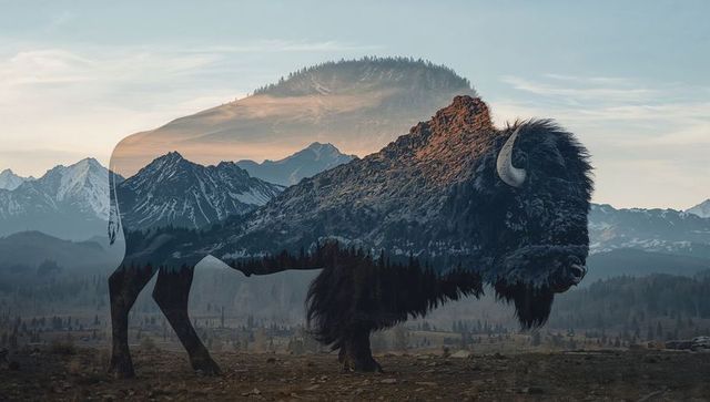Bison silhouette blending with mountain range at sunrise double exposure landscape
