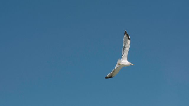 Seagull flying in the blue sky. bird freedom flying concept