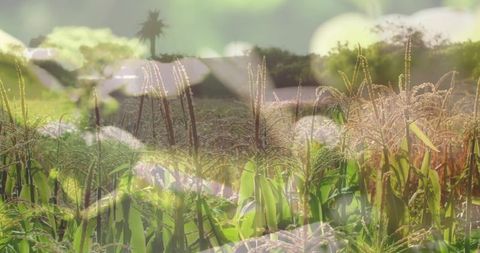 Sunlit grain tassels swaying through green cereal field with dreamy bokeh and layered light