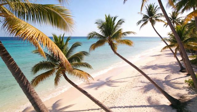 Tilted coconut palms swaying over turquoise shoreline casting long shadows on sand