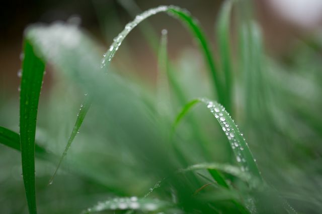 This close-up shows dew on vibrant green grass blades, creating a refreshing and natural vibe. Useful for nature-themed backgrounds, environmental awareness content, and wellness visuals promoting calm and serenity.