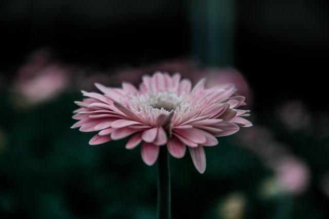 Close-up of a Pale Pink Gerbera Daisy in Bloom - Download Free Stock Photos Pikwizard.com