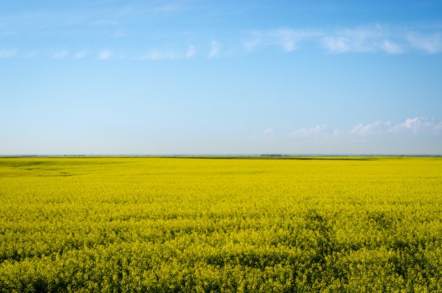 Vast Yellow Canola Field with Clear Blue Sky - Download Free Stock Photos Pikwizard.com
