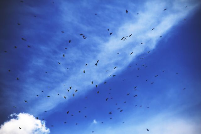 Flock of Birds Flying Against Blue Sky - Download Free Stock Photos Pikwizard.com