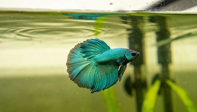 Teal betta splendens swimming near surface with flowing fins, ripples, aquarium plants