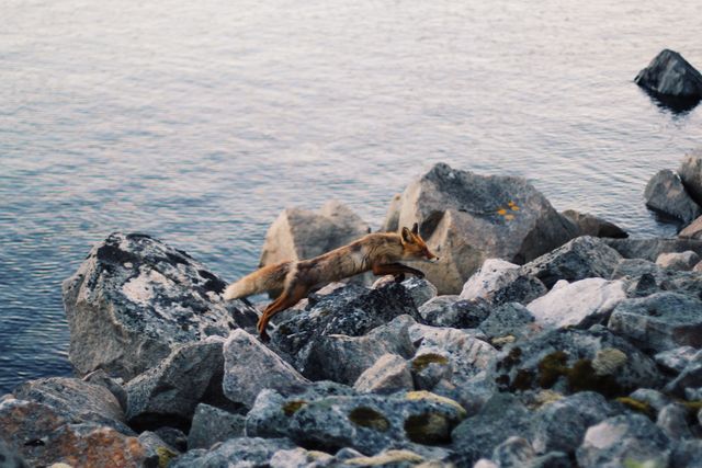 Fox navigating rocky shoreline in early morning. Ideal for wildlife documentaries, nature study visuals, outdoor adventure blogs, or publications focused on animal behavior and habitats.