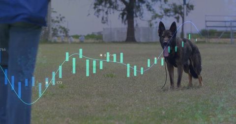 German shepherd in park with digital analytics overlay