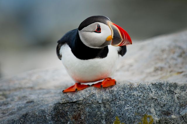 Atlantic puffin with its vibrant beak standing on a rock. Ideal for wildlife photography collections, nature documentaries, and educational materials about birds. Positive and lively imagery suitable for environmental messages and bird watching promotions.