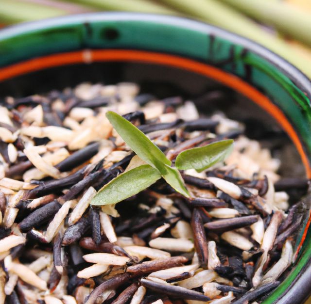 Image shows a close-up of a sprouting seedling in a bowl of wild rice. This photo is ideal for use in articles about healthy eating, organic food, plant-based diets, and nutrition. It can also be used in advertisements for organic products, cooking videos, or gardening tips.