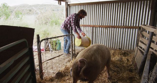 Farmer feeding a pig in a rustic barn, demonstrating daily farm tasks in a rural setting. Useful for topics related to agriculture, farm life, livestock management, sustainability, and the rural lifestyle.