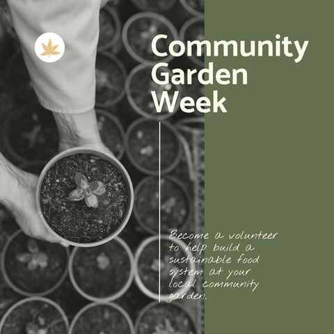 community garden volunteer holding seedling in organic plant pot - Download Free Stock Templates Pikwizard.com