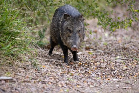Pecari wild boar cautiously roaming in the wild