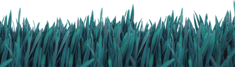 Lush Green Grass on Transparent Background with Isolated Nature Design - Download Free Stock Videos Pikwizard.com