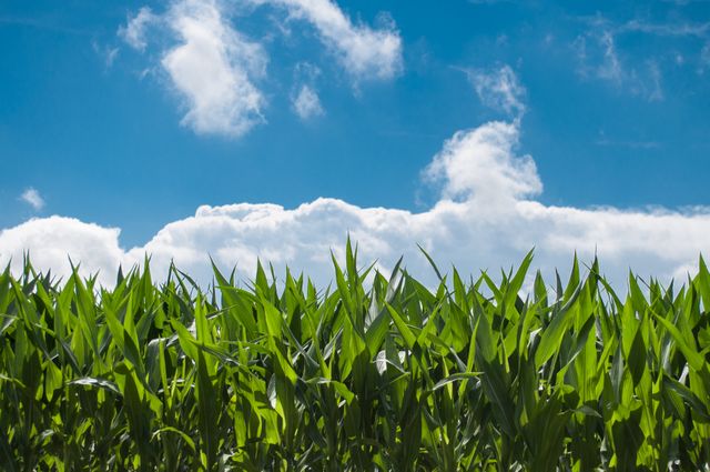 Green Cornfield Under Blue Sky with White Clouds - Download Free Stock Photos Pikwizard.com
