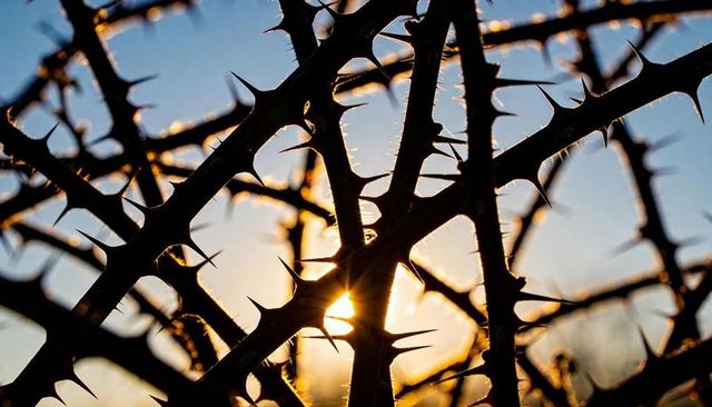 Rim-Lit Thorn Lattice at Sunset Backlit Bramble Silhouettes with Golden Hour Contrast